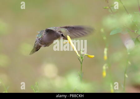Female Anna's Hummingbird feeding on flowers Stock Photo