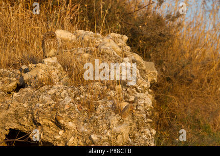 Little Owl - Steinkauz - Athene noctua lilith, Cyprus, adult Stock Photo
