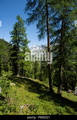 Lotschental Zwitserland, Lotschental Switzerland Stock Photo