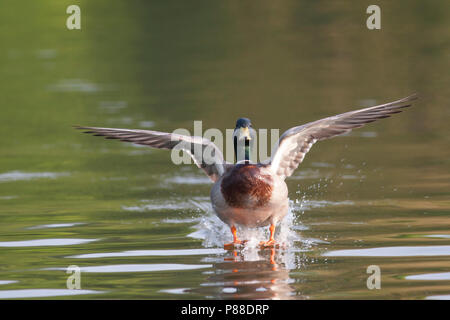 Mallard - Stockente - Anas platyrhynchos ssp. platyrhynchos, Germany, adult male Mallard - Stockente - Anas platyrhynchos ssp. platyrhynchos, Germany, adult male