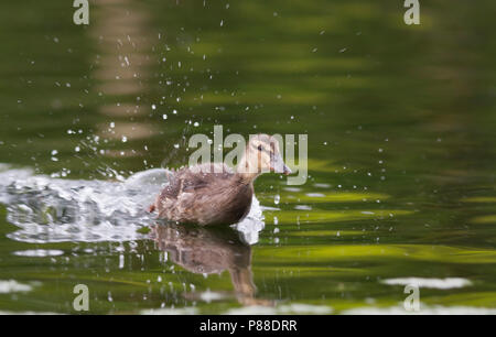 Mallard - Stockente - Anas platyrhynchos ssp. platyrhynchos, Germany, duckling Mallard - Stockente - Anas platyrhynchos ssp. platyrhynchos, Germany, duckling