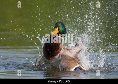 Mallard - Stockente - Anas platyrhynchos ssp. platyrhynchos, Germany, adult male Mallard - Stockente - Anas platyrhynchos ssp. platyrhynchos, Germany, adult male