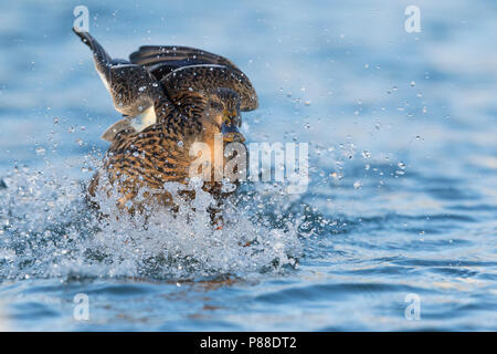 Mallard - Stockente - Anas platyrhynchos ssp. platyrhynchos, Germany, adult female Mallard - Stockente - Anas platyrhynchos ssp. platyrhynchos, Germany, adult female