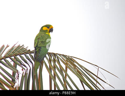 Yellow-eared Parrot (Ognorhynchus icterotis) an endangered species of the Colombian Andes. Stock Photo