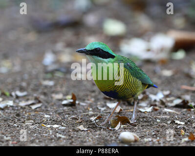 Bar-bellied pitta (Hydrornis elliotii) a stunning species of bird in the jungle of South Vietnam. Stock Photo