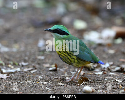 Bar-bellied pitta (Hydrornis elliotii) a stunning species of bird in the jungle of South Vietnam. Stock Photo