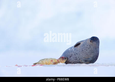Adult Ringed Seal (Pusa hispida) with white furred recenlty born pub resting on ice floe. Stock Photo