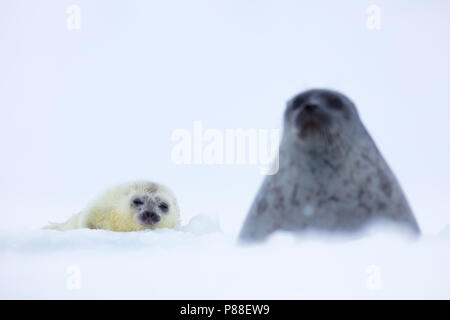 Adult Ringed Seal (Pusa hispida) with white furred recenlty born pub resting on ice floe. Stock Photo