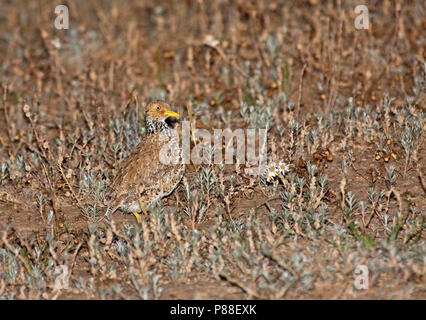 Plains-wanderer, Pedionomus torquatus) Critically Endangered. The majority of the remaining population is found in New South Wales. Stock Photo