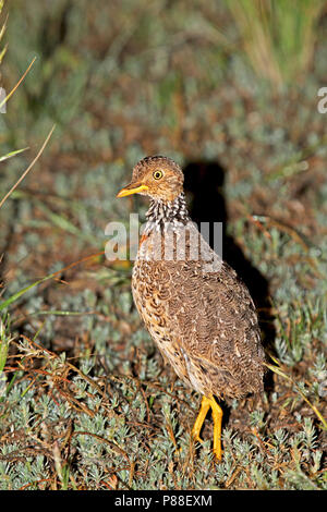 Plains-wanderer, Pedionomus torquatus) Critically Endangered. The majority of the remaining population is found in New South Wales. Stock Photo