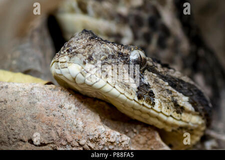 Puff adder, Puffotter, Bitis arietans, puffogó vipera Stock Photo - Alamy