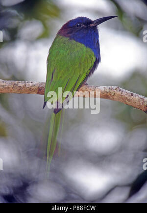 Endemic Purple-bearded Bee-eater (Meropogon forsteni) perched on a branch in Sulawesi. Stock Photo