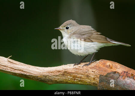 Red-breasted Flycatcher - Zwergschnäpper - Ficedula parva, Hungary, male 2nd cy Stock Photo