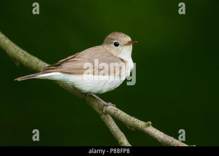 Red-breasted Flycatcher - Zwergschnäpper - Ficedula parva, Hungary, male 2nd cy Stock Photo