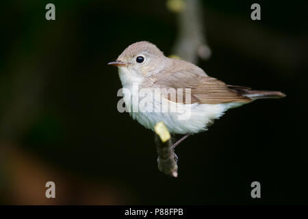 Red-breasted Flycatcher - Zwergschnäpper - Ficedula parva, Hungary, male 2nd cy Stock Photo