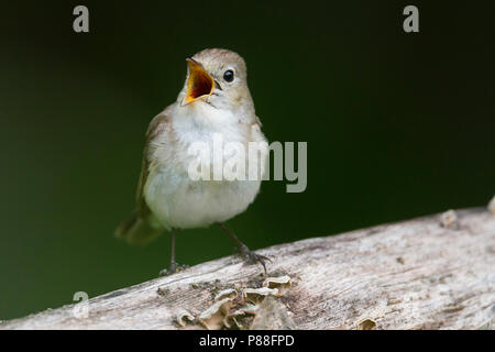 Red-breasted Flycatcher - Zwergschnäpper - Ficedula parva, Hungary, male 2nd cy Stock Photo