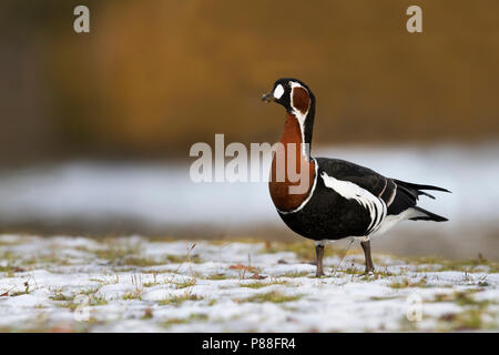 Red-breasted Goose - Rothalsgans - Branta ruficollis, Germany, adult