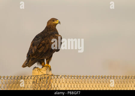 Steppe Eagle - Steppenadler - Aquila nipalensis, Oman, adult Stock Photo