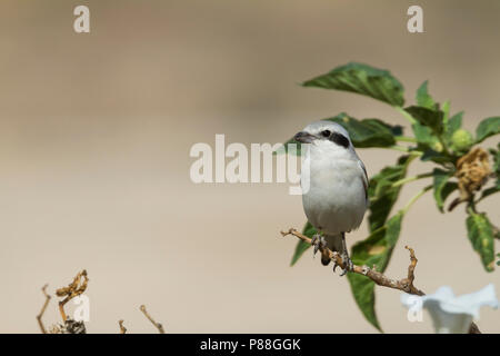 Steppe Grey Shrike - Raubwürger - Lanius excubitor ssp. pallidirostris, Oman, adult Stock Photo
