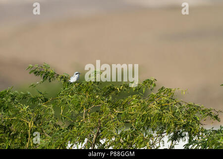 Steppe Grey Shrike - Raubwürger - Lanius excubitor ssp. pallidirostris, Oman, adult Stock Photo