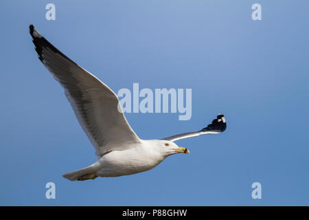 Steppe Gull - Barabamöwe - Larus barabensis, Oman, adult Stock Photo