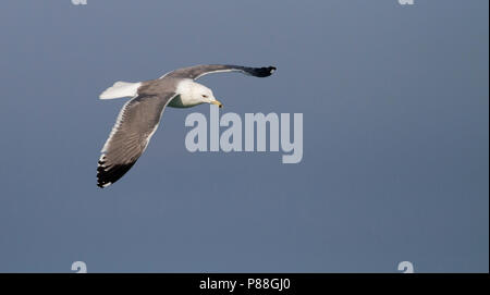 Steppe Gull - Barabamöwe - Larus barabensis, Oman, adult Stock Photo