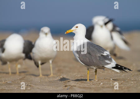 Steppe Gull - Barabamöwe - Larus barabensis, Oman, adult Stock Photo