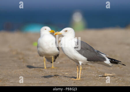 Steppe Gull - Barabamöwe - Larus barabensis, Oman, adult Stock Photo