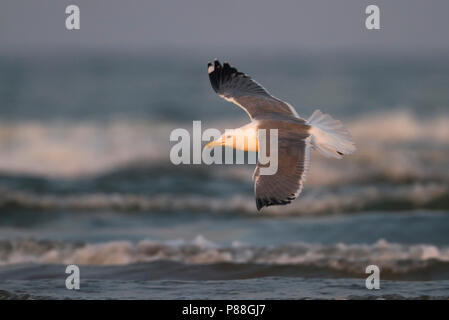 Steppe Gull - Barabamöwe - Larus barabensis, Oman, adult Stock Photo