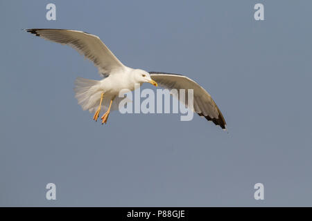 Steppe Gull - Barabamöwe - Larus barabensis, Oman, adult Stock Photo