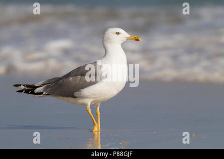 Steppe Gull - Barabamöwe - Larus barabensis, Oman, adult Stock Photo