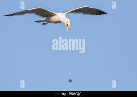 Steppe Gull - Barabamöwe - Larus barabensis, Russia (Jekaterinburg), 2nd S Stock Photo