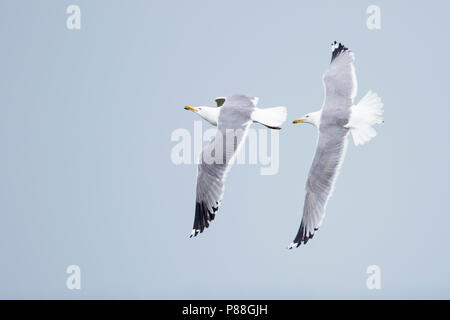 Steppe Gull - Barabamöwe - Larus barabensis, Russia (Jekaterinburg), adult with Caspian Gull (right) Stock Photo