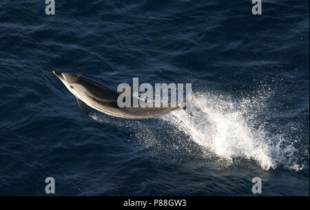 Gestreepte Dolfijn, Striped Dolphin, Stenella coeruleoalba Stock Photo