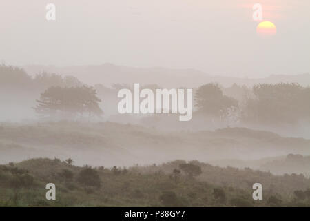 Mist over Berkheide, Fog over Berkheide Stock Photo