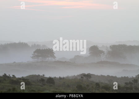Mist over Berkheide, Fog over Berkheide Stock Photo