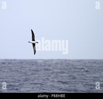 Tahiti Petrel (Pseudobulweria rostrata) sea between New Caledonia and Solomon Islands Stock Photo