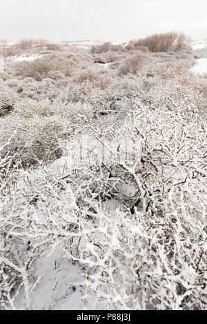 Snow-covered shrubs in dunes at Nationaal Park Hollandse Duinen Stock Photo