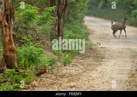 A leopard trying to hunt a sambar deer, Stock Photo