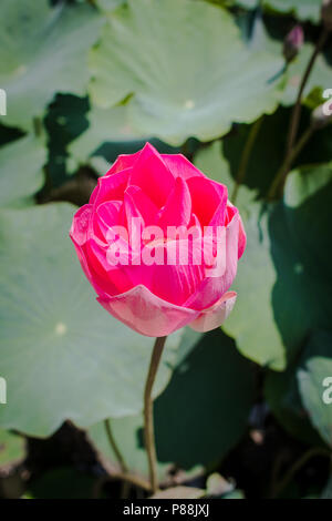 This beautiful waterlily or lotus flower is complimented by the rich colors. Stock Photo