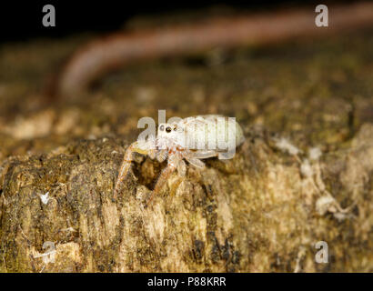 Small white jumping spider (Hentzia sp.) Stock Photo