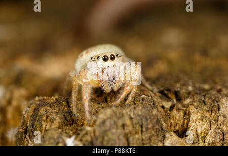 Small white jumping spider (Hentzia sp.) Stock Photo