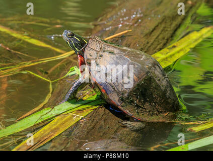 Midland Painted Turtle (Chrysemys picta marginata) basking on a log. Stock Photo