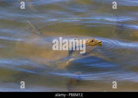 Eastern Spiny Softshell Turtle (Apalone spinifera) in water Stock Photo