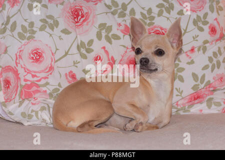 beautiful pampered chihuahua puppy lying on a sofa in front of a pink flowery rose patterned pillow Stock Photo