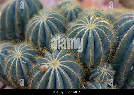 many pardoria magnifica succulent cactus with stones close up Stock Photo