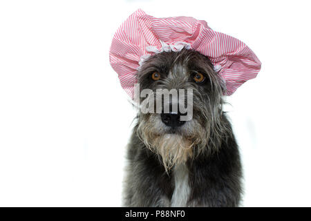 FUNNY BLACK DOG DRYING HAIR WITH A PINK SHOWER CAP. ISOLATED ON WHITE BACKGROUND. COPY SPACE Stock Photo