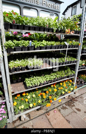 Bedding plants for deals sale