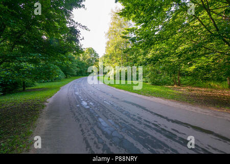 The asphalt wet road passes through a green deciduous forest. Beautiful area for otosession and for mushroom picking in the autumn time . For your des Stock Photo