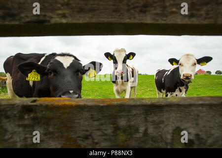 Koe in weiland; Cow in meadow Stock Photo